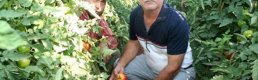 Erdemli'de domates dalında kaldı