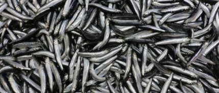 Ereğli'den günde 100 ton hamsi Türkiye'ye dağıtılıyor