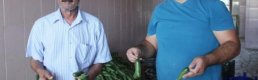 Erkenci salatalık yüz güldürmedi