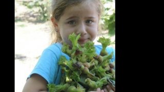 Fındık budama kursu ile verim artınca herkes sıraya girdi 