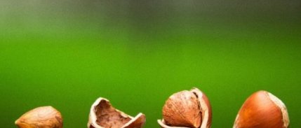 Fındıkta Ihracat Hedefi 6 Milyar Dolar 