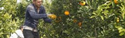 Finike'de 230 bin ton portakal rekoltesi bekleniyor