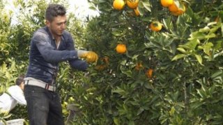 Finike'de 230 bin ton portakal rekoltesi bekleniyor
