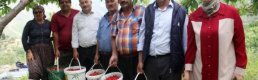 Gazipaşa'da Turfanda Kiraz Hasadı Sürüyor