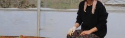 Giresun’da kadın çiftçiler aldıkları hibelerle üretime başladı