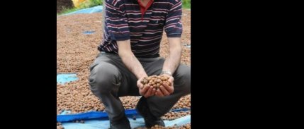 Giresun Ziraat Odası Başkanı, fındıkta Rekabet Kurumu'nu göreve çağırdı