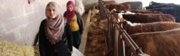 Girişimci Eltiler Besi Çiftliği Kurdu