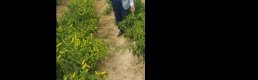 Hem seramik üretimi yapıyor hem de sebze-meyve yetiştiriyor