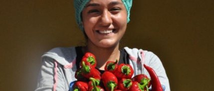 İnegöllü kadınların, Hollanda'ya acı biber salçası mesaisi