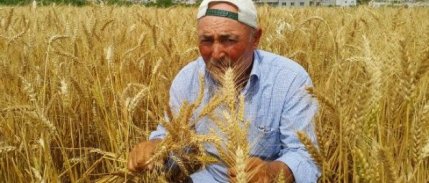 Kadirli'de Buğday Hasadı 1 Ay Erken Başladı