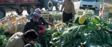 Kışlık sebze yetiştirerek 50 kişiye iş kapısı açtı