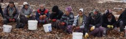 Kozalaklardan Tohum Çıkarma, Gelir Kapısı Oldu