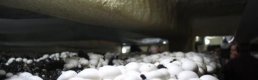 Kültür mantarcılığı beldenin geçim kaynağı oldu
