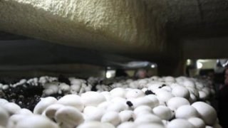 Kültür mantarcılığı beldenin geçim kaynağı oldu