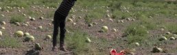 Kuraklık Muş karpuzunu vurdu