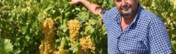 Kuru Üzüm Üreticisi Kilosuna 9 Tl Fiyat Istiyor