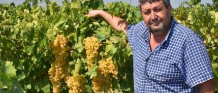 Kuru Üzüm Üreticisi Kilosuna 9 Tl Fiyat Istiyor