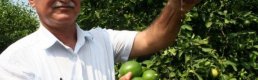 Limon altın yılını yaşayacak