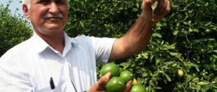 Limon altın yılını yaşayacak