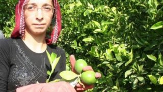 Mersin'de limon hasadı başladı