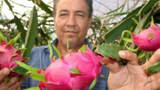 Mersin'de pitaya hasadına başlandı