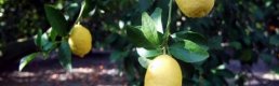 Muğla'da Narenciye Üreticisi Dertli