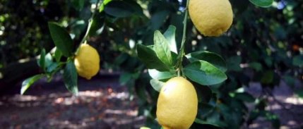 Muğla'da Narenciye Üreticisi Dertli