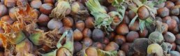 Ordu'da fındık kapsüllerinden gübre üretimi yapılacak