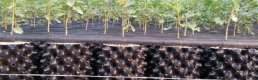 Orman Bakanlığı kilosu 3 bin 500 Avro olan trüf mantarı için kolları sıvadı