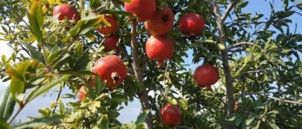 Ortaca'da nar üreticisi hasada başladı