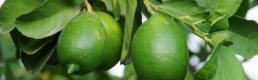 Rekolte azlığı ve paketleme, limon fiyatını artırdı