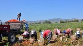 Salçalık domatesin fiyatı düştü, çiftçi tepki gösterdi