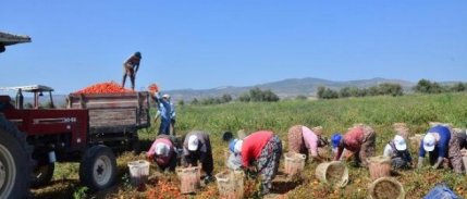 Salçalık domatesin fiyatı düştü, çiftçi tepki gösterdi