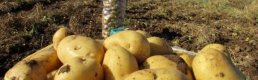 Sandıklı'da patates ekim alanları azalıyor