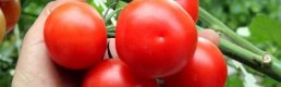 Sera Domatesi Üreticinin Yüzünü Güldürdü