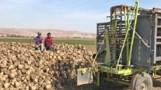 Şereflikoçhisar’da 100 bin ton pancar hasadı bekleniyor