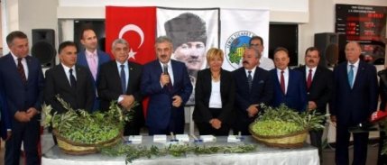 Sezonun ilk zeytini kırıldı