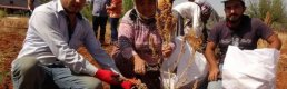 Silifke'de kinoa hasadı 