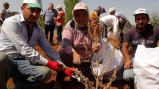 Silifke'de kinoa hasadı 