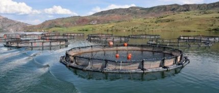 Sivas'tan Avrupa'ya Alabalık İhracı