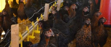 Tavukçulukta dünyada ilk 10'ndayız