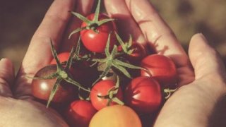 TEMA: Gıda güvencesi toprakları korumakla başlar