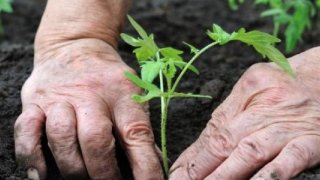 Tohumculuk Sektörü, 2023 Yılı Üretim Hedefini Yükseltti