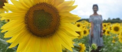 Trakya Birlik, Ayçiçeği Ön Alım Fiyatını Açıkladı