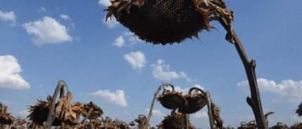 Trakya'da Yağmurlar, Ayçiçeğindeki Verimi Yüzde 50 Artırdı