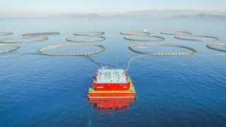 Türk kültür balıkçılığı ihracatı 800 milyon doları aştı