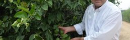 Türkiye'nin Limon Deposu Adana Ve Mersin'de Yüz Güldüren Hasat
