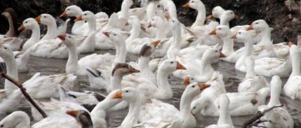 Üniversiteli Kübra, Köyünde Kaz Yetiştiriciliğine Başladı 