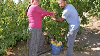 Uzun bayram tatili şeftali üreticisini vurdu