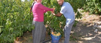 Uzun bayram tatili şeftali üreticisini vurdu